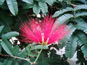 Calliandra_tweedii.jpg