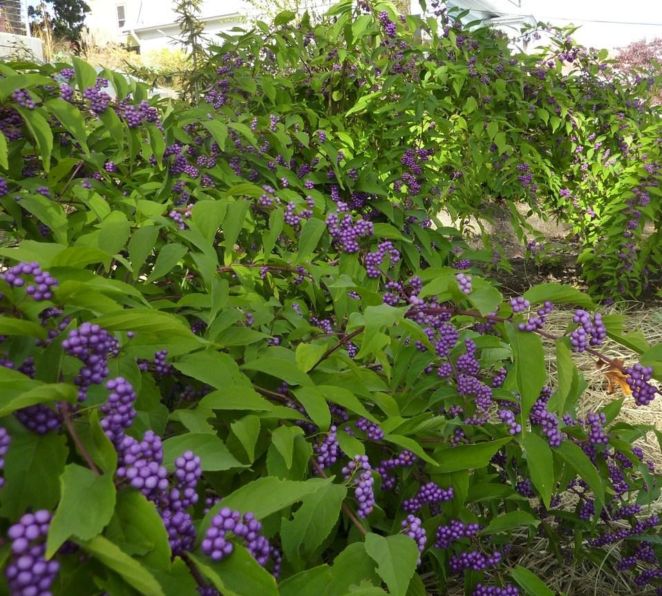 callicarpa-bodinieri-'profusion'.jpg