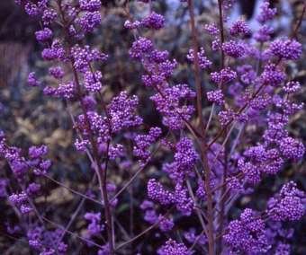 callicarpa.jpg