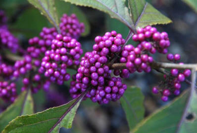 Callicarpa_bod_Profusion_9604_small.jpg