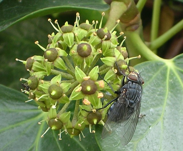 calliphora%20vicina.jpg