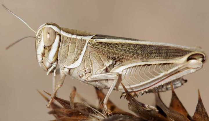 Calliptamus-barbarus-marginella.jpg