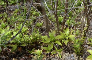Callisia-fragrans-300x198.jpg