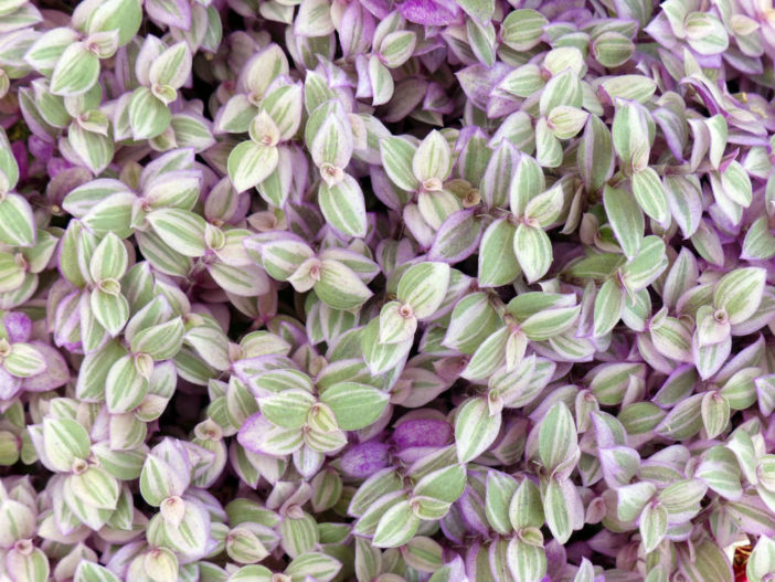Callisia-repens-Pink-Lady-Turtle-Vine1-702x527.jpg