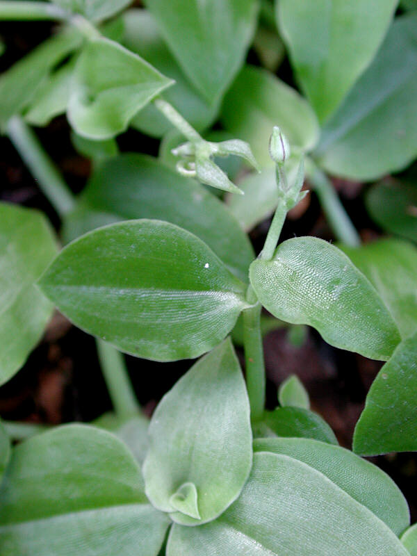 callisia_cordifolia_CICY_01s.JPG