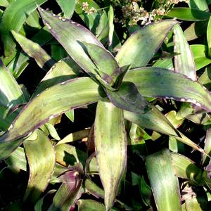Callisia_fragrans.jpg