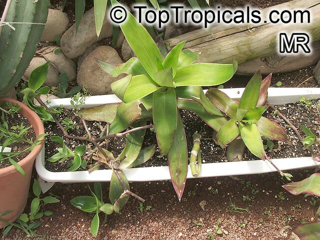 Callisia_fragrans5395.jpg