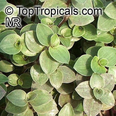 Callisia_repens7539a.jpg