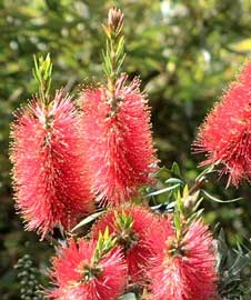 callistemon-citrinus-flores.jpg
