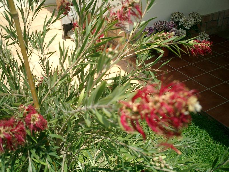 callistemon.JPG
