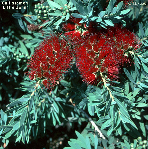 callistemon-little-john.jpg