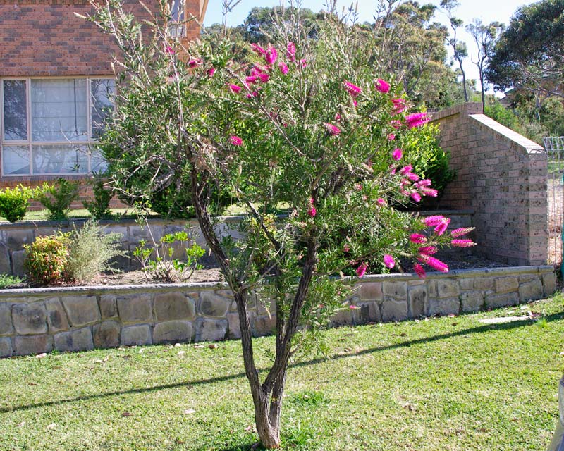 Callistemon-Mauve-Mist-Ws.jpg