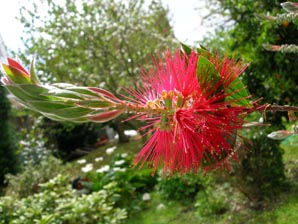 callistemon1.jpg