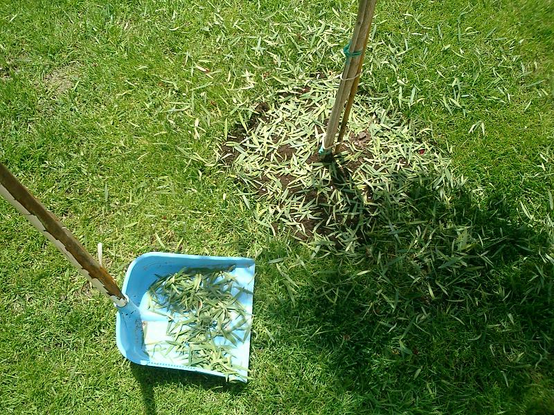 callistemon1.JPG