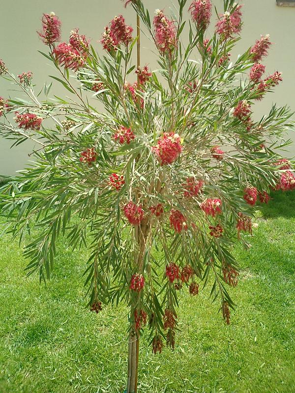 callistemon2.JPG