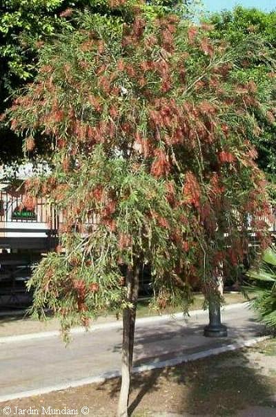 callistemon3.jpg