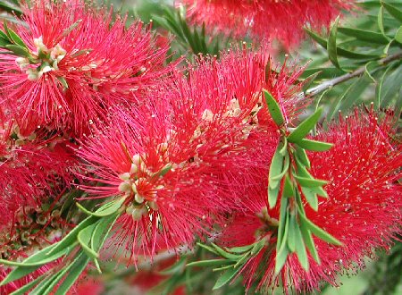 callistemon_citrinus3.jpg