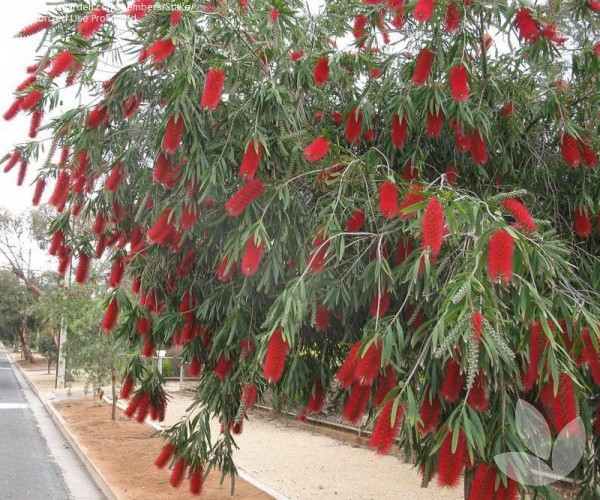 callistemon_harkness-small.jpg