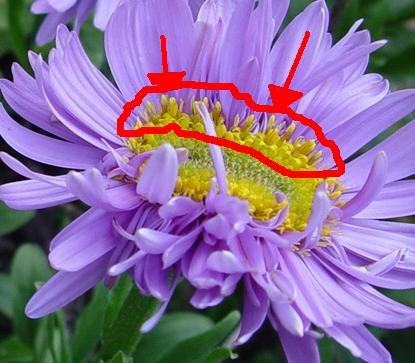 Callistephus_chinensis.JPG