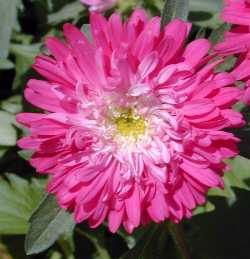 Callistephus_chinensis2.jpg