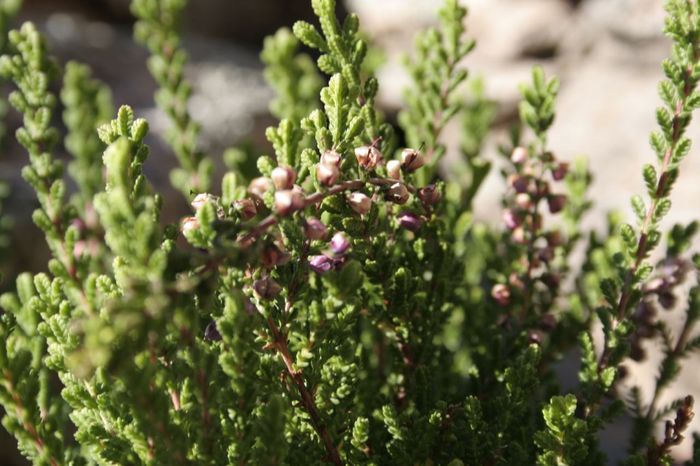 calluna_vulgaris.JPG