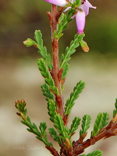 Calluna_vulgaris6.jpg