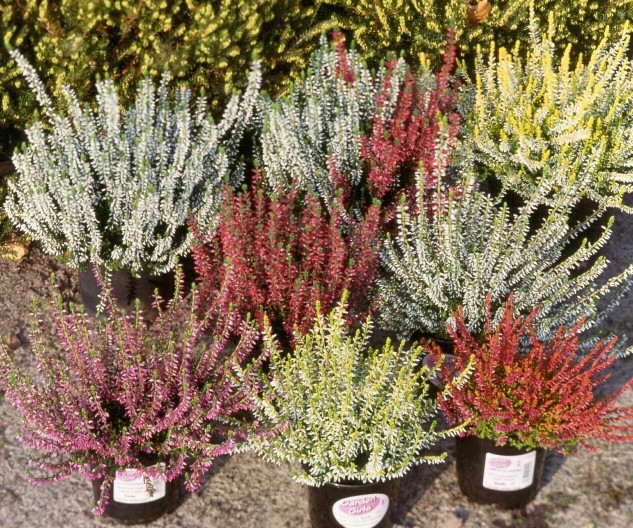 calluna_vulgaris_gardengirls_gruppe.jpg