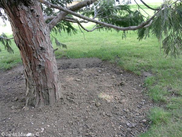 calocedrus.jpg