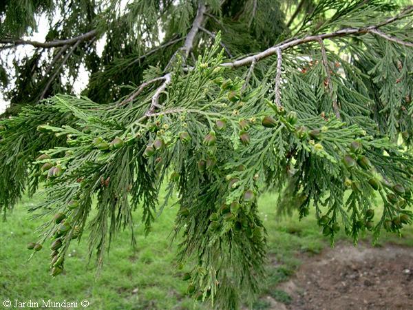 calocedrus1.jpg