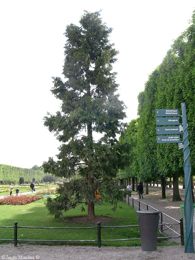 calocedrus3.jpg