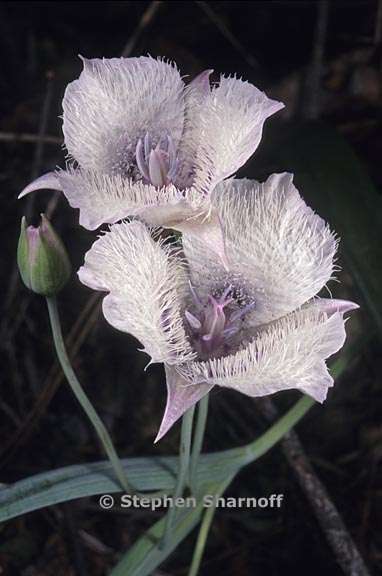 Calochortus%20coeruleus%202.jpg