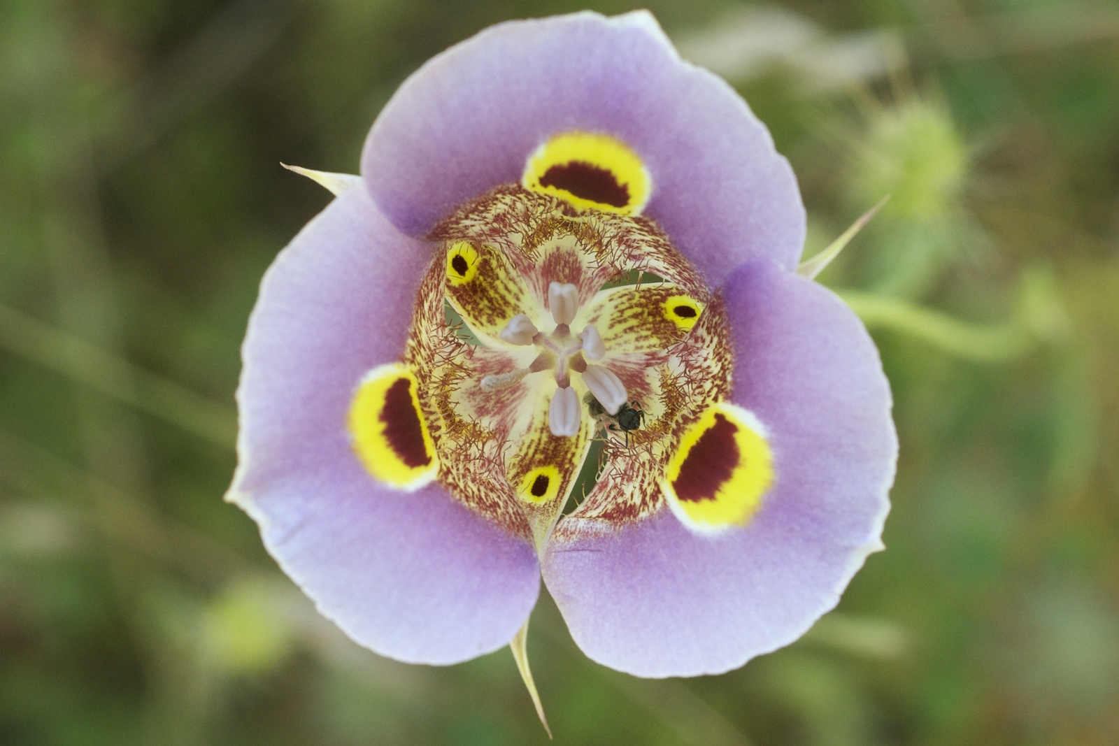 Calochortus_superbus.jpg