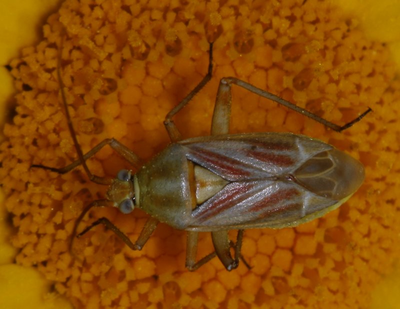 Calocoris%20roseaomaculatus_2569.jpg