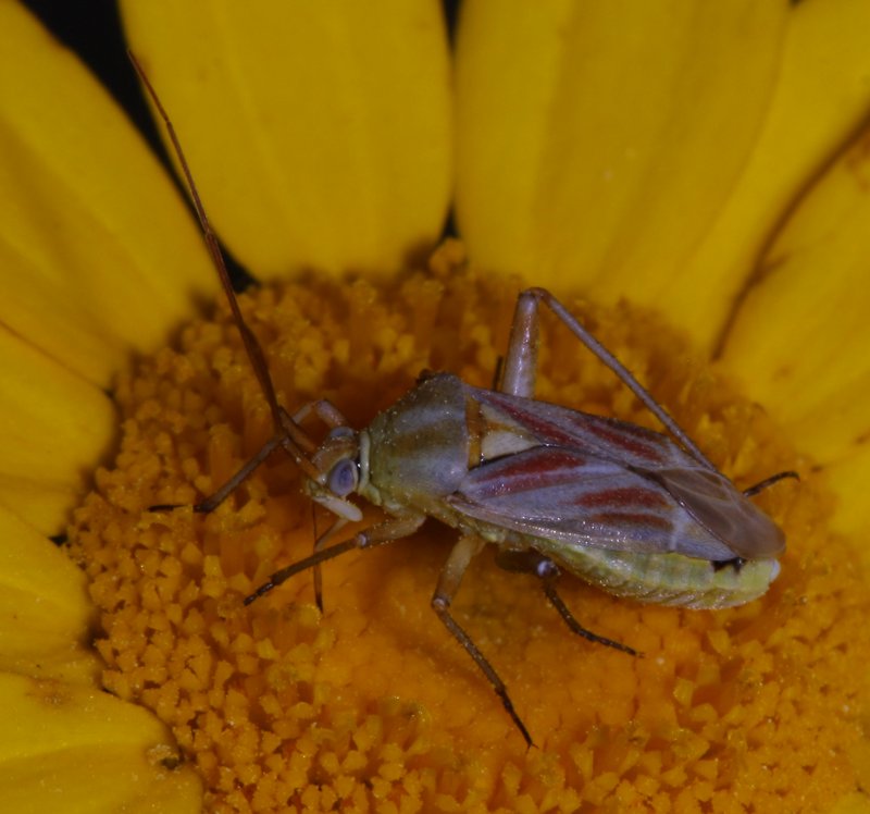 Calocoris%20roseaomaculatus_2572.jpg