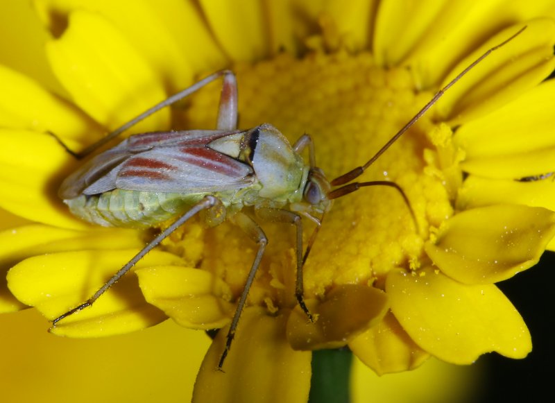 Calocoris%20roseaomaculatus_2578.jpg