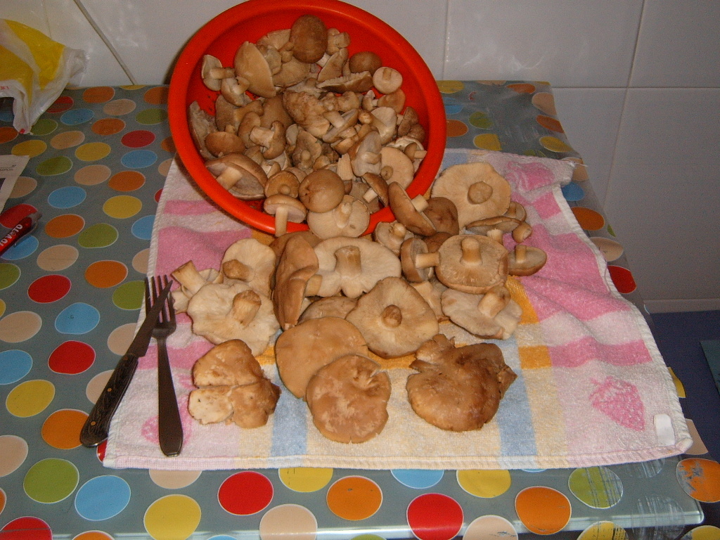 calocybegambosa6.jpg