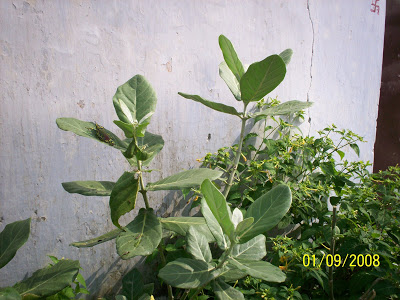 Calotropis+Gigantea++Aak+4_2.jpg