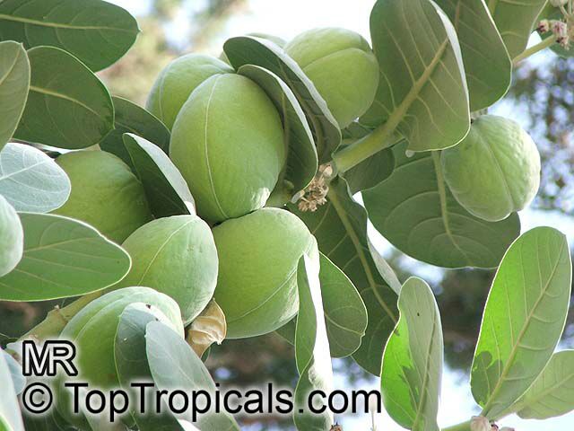 Calotropis_procera5654.jpg