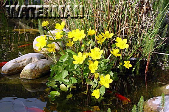 Caltha%20palustris.jpg