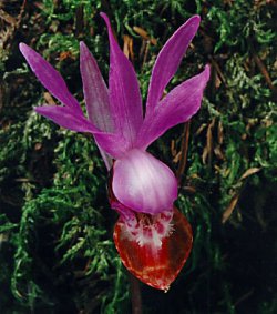 calybul.jpg