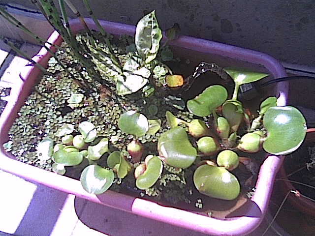 Cam000445.jpg