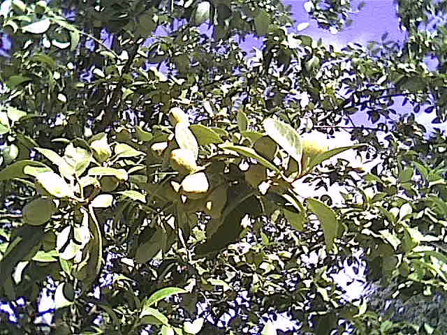 Cam000732.jpg