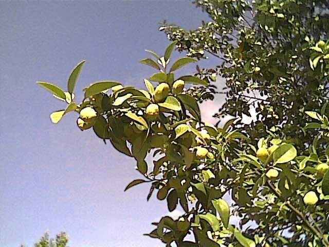 Cam000733.jpg