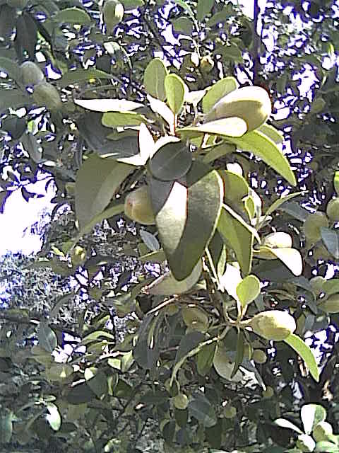 Cam000752.jpg