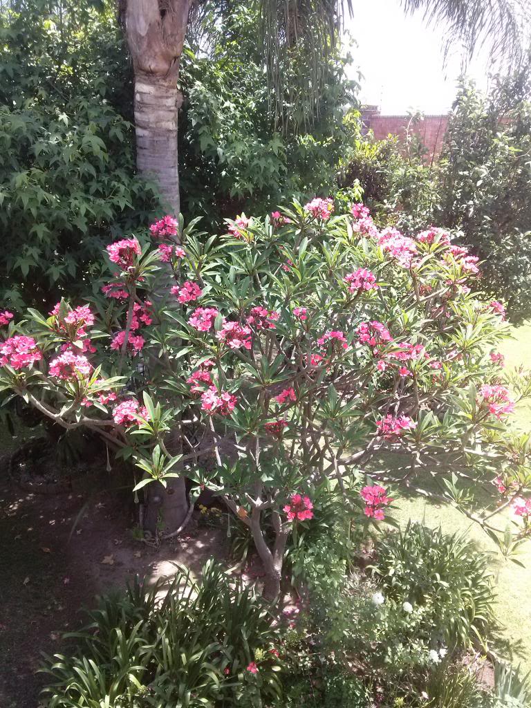 CAM00456_zps88e92188.jpg