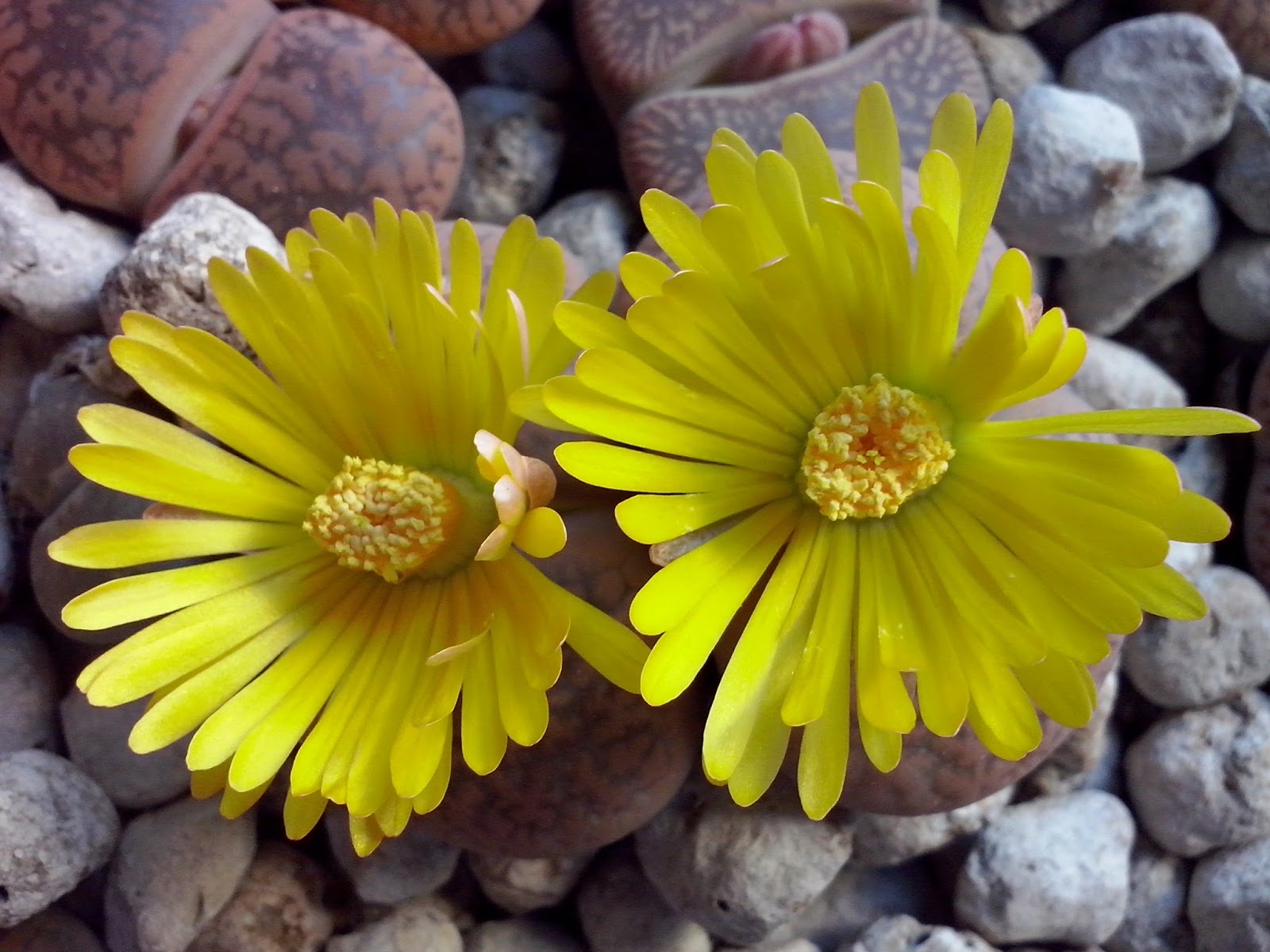 CAM00526.jpg