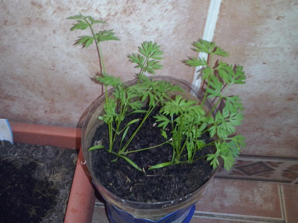 CAM00685_zpse08f4559.jpg