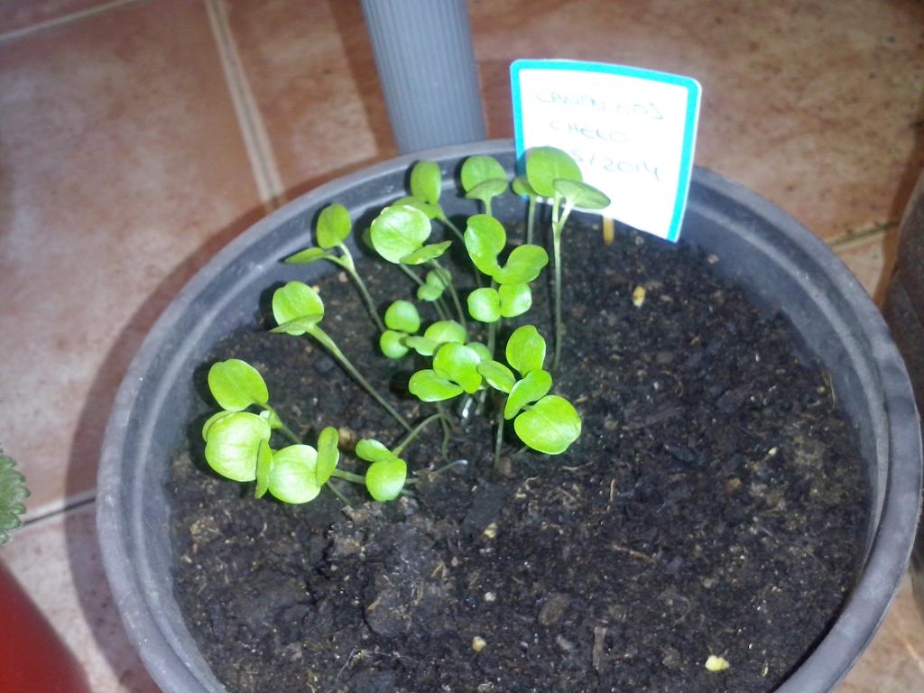 CAM00806_zps275bdac8.jpg