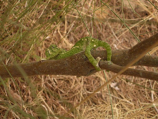 camaleon%201.jpg