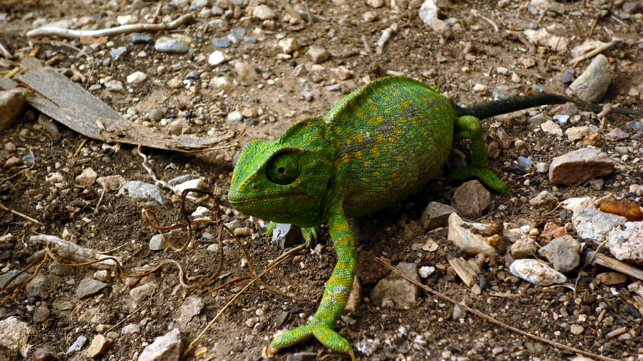 Camaleon_galifa.JPG